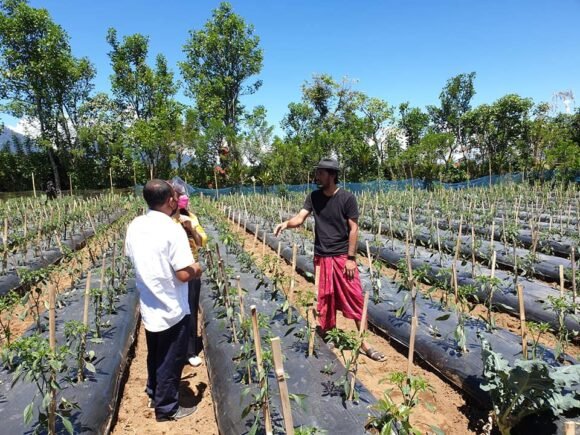Kilas Balik 2021, SERTIFIKASI ORGANIK KEBUN PMK GOBLEG🌾