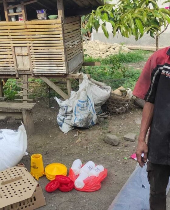 Program ayam KUB untuk keluarga PKH