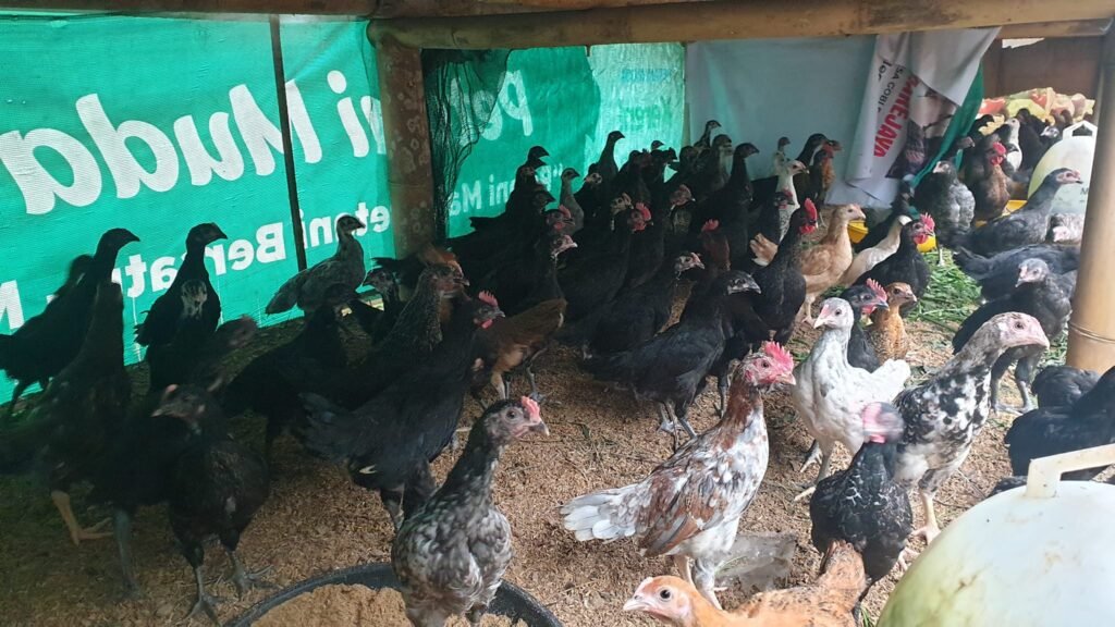 Kilas Balik 2022, Sinergitas antara Pertanian dan Peternakan