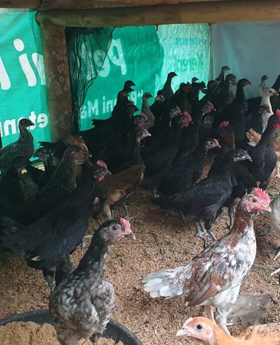 Kilas Balik 2022, Sinergitas antara Pertanian dan Peternakan