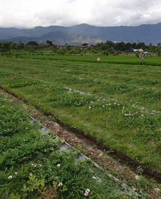 Kilas Balik 2020, Potensi Buah Lokal Gerokgak sebagai Pemasok Utama Bagi Hotel dan Resto di Bali