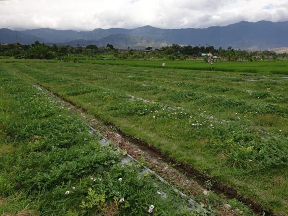Kilas Balik 2020, Potensi Buah Lokal Gerokgak sebagai Pemasok Utama Bagi Hotel dan Resto di Bali