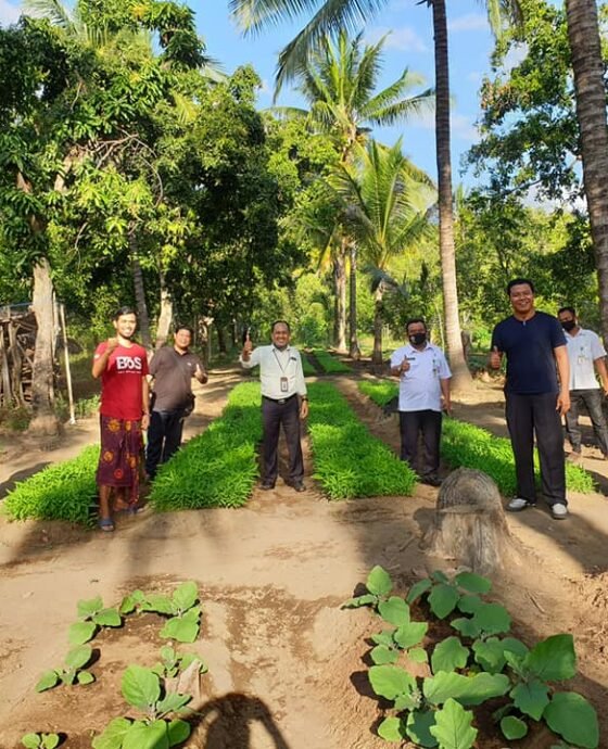 Kilas Balik 2020, Pertanian Holistik di Desa Tembok Hasil Kolaborasi Antara Petani, Pemerintah, dan BPD Bali