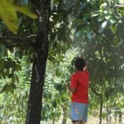 petani-manggis-menyemprotkan-pestisida-organik