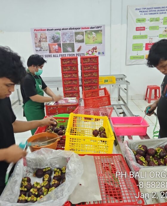 Ekspor Manggis Organik Buleleng Menembus Pasar Dunia