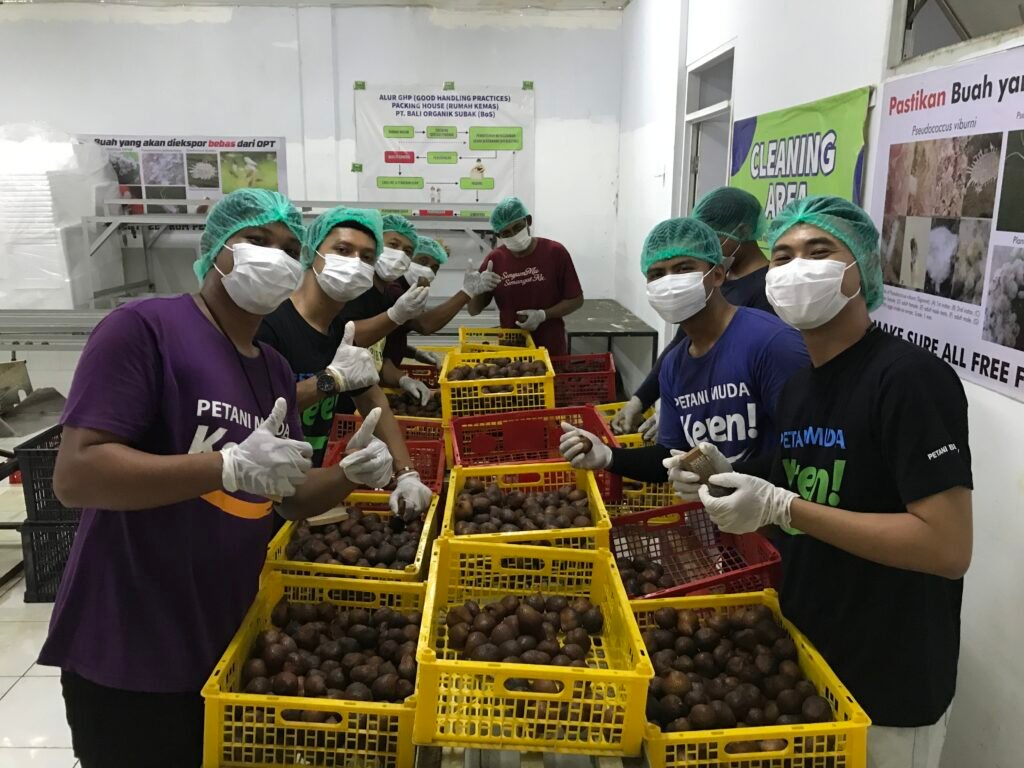 Pelatihan Quality Control Ekspor Salak ke China Tingkatkan Kapasitas Petani