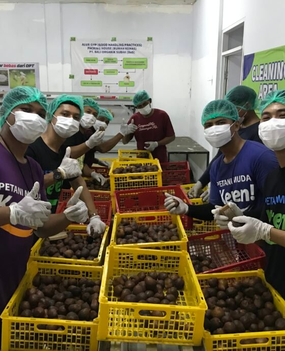 Pelatihan Quality Control Ekspor Salak ke China Tingkatkan Kapasitas Petani