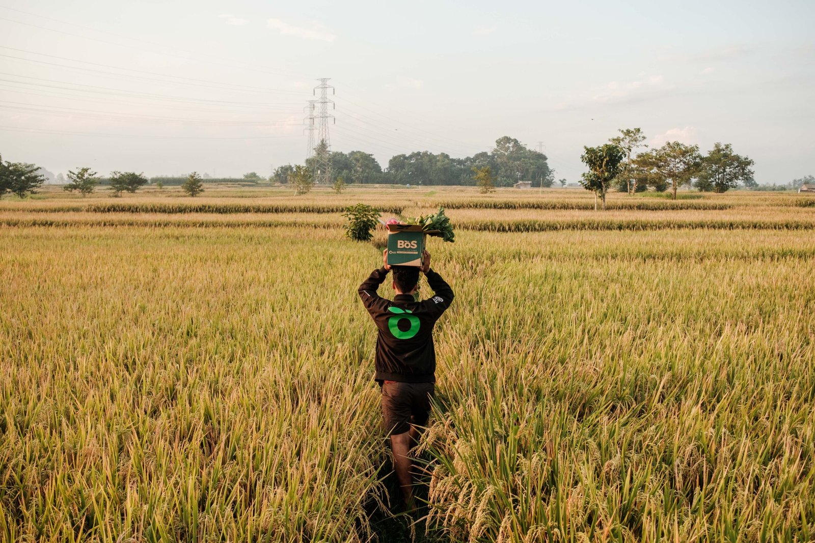 Tim BoSFresh membawa produk sayuran segar dari petani