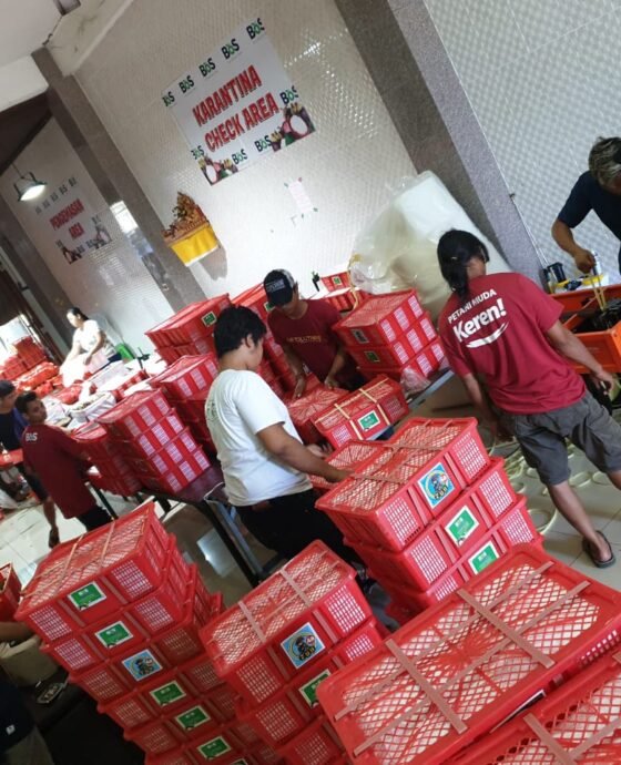 BOS EXPORT: Dari Kebun Petani Bali, Buah Tropis Indonesia Menjangkau Pasar Dunia