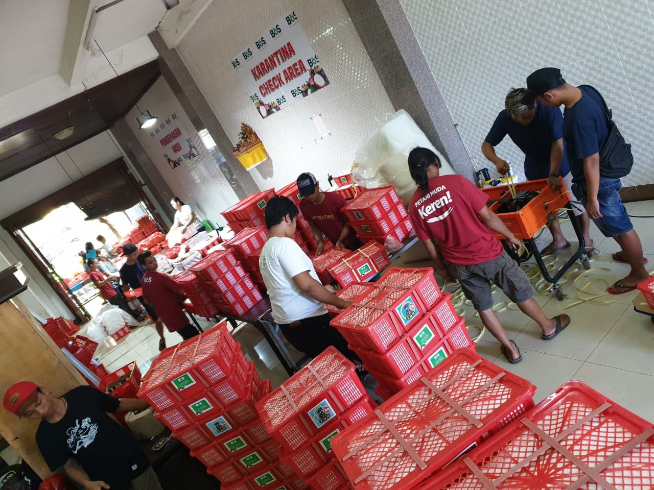 Tim Bali Organik Subak menangani buah dalam keranjang di packing house untuk kebutuhan ekspor.