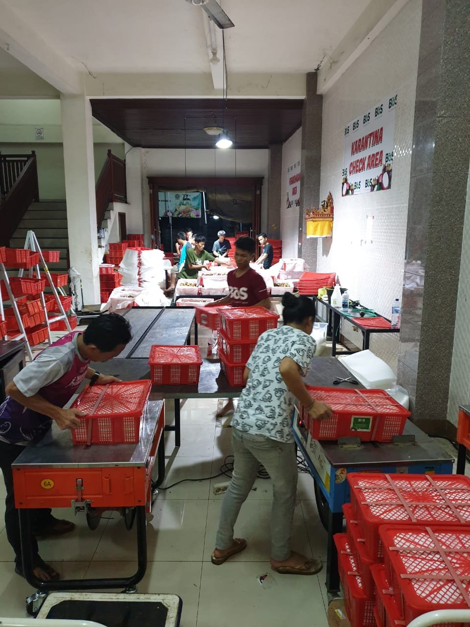 Aktivitas tim BOS EXPORT dalam menyiapkan buah dan kemasan pengiriman.
