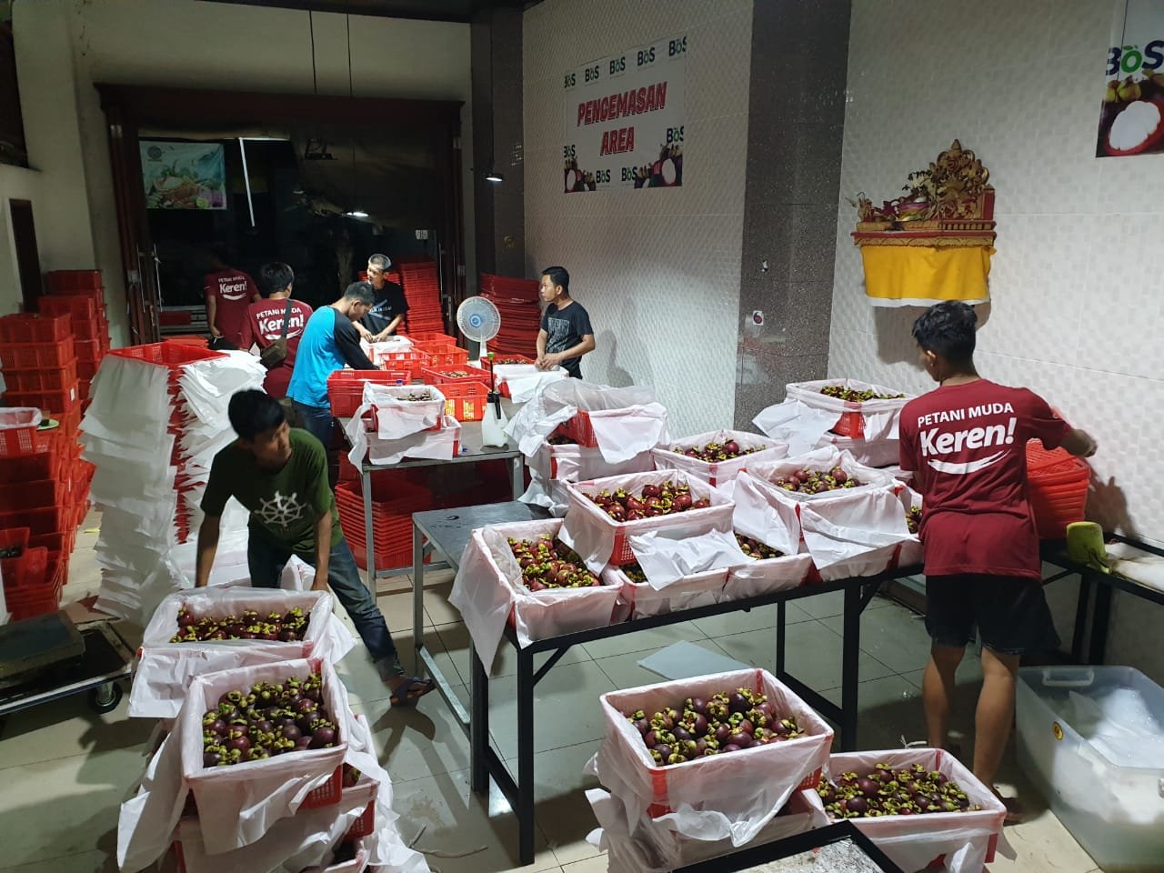 Tim Bali Organik Subak bekerja di area penanganan dan pengemasan buah.