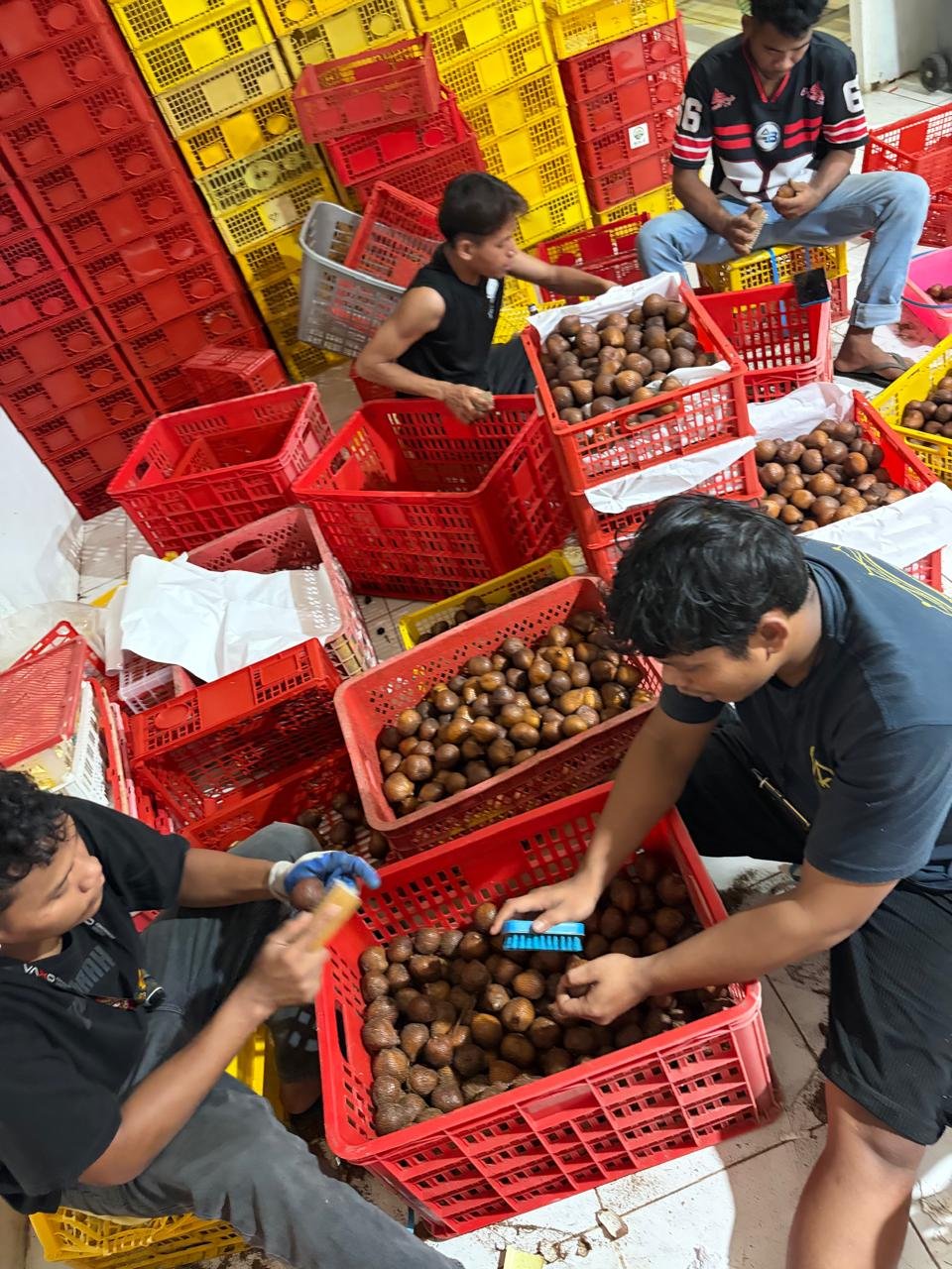 Salak gula pasir Bali hasil panen petani