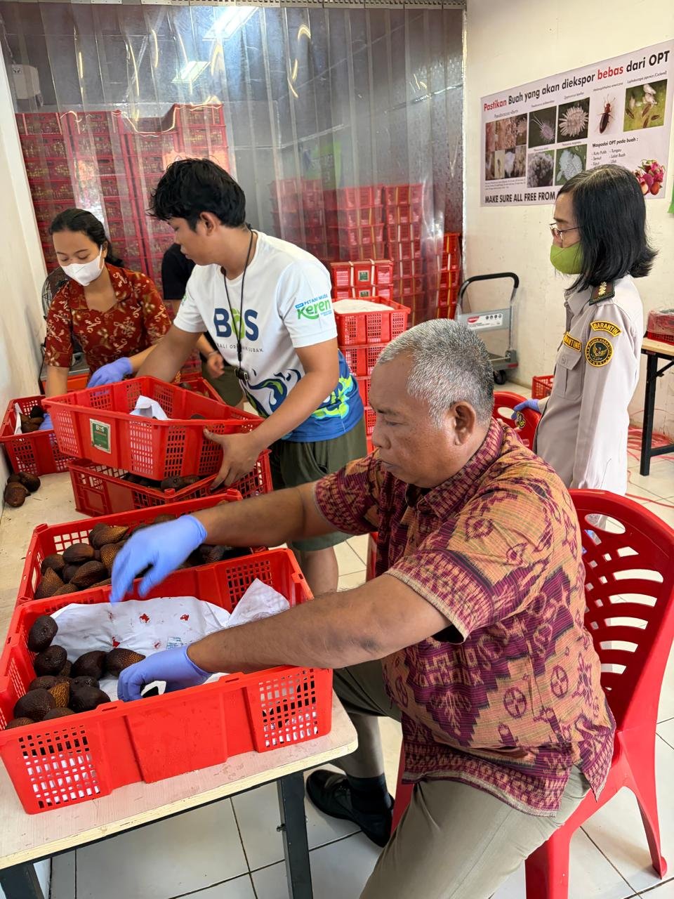 Salak Bali siap dipasarkan