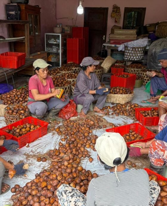 Ekspor Salak ke China Bantu Stabilkan Harga, Petani Bali Kembali Tersenyum