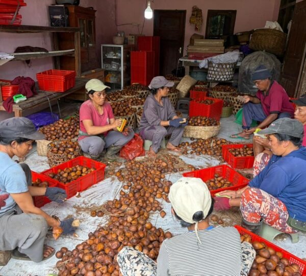 Petani Salak Jungutan