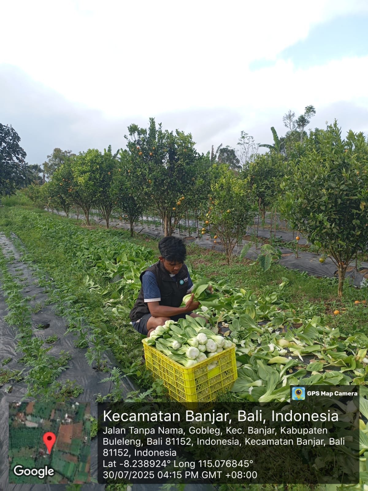 Budidaya hortikultura organik P4S PMK Gobleg