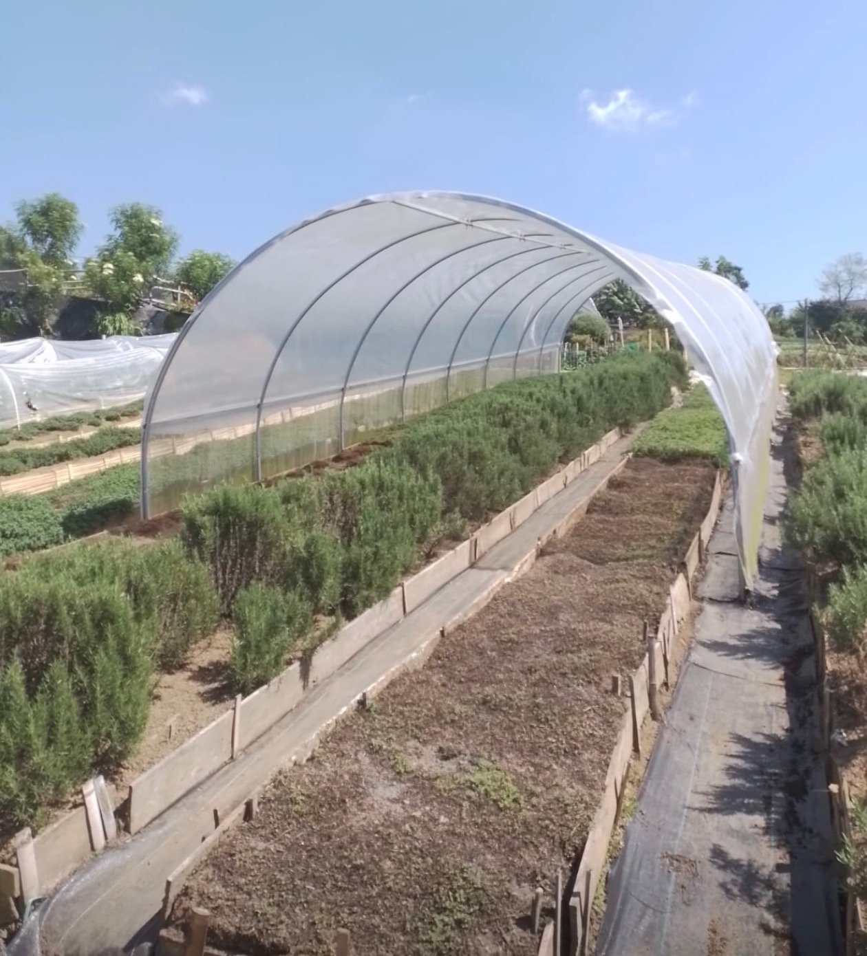 Greenhouse pertanian organik PMK