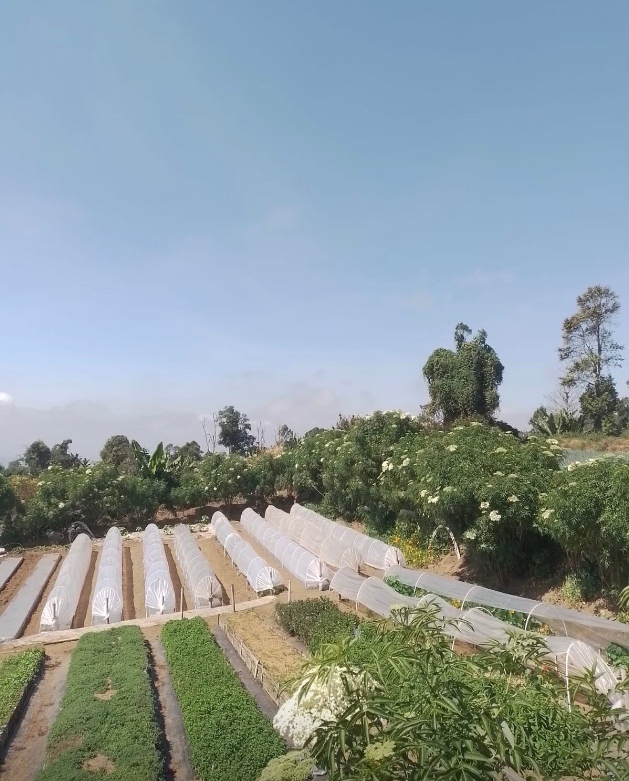 Lahan hortikultura organik anggota PMK