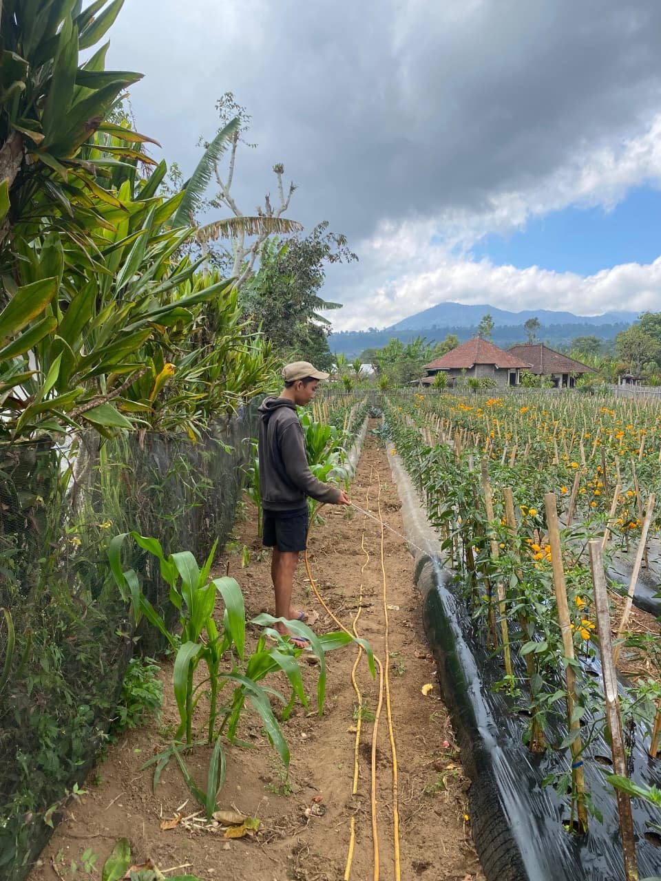 Mahasiswa INSTIPER belajar aspek agribisnis dalam program PKL Petani Muda Keren