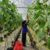 Mahasiswa INSTIPER Yogyakarta mengikuti PKL di P4S Petani Muda Keren