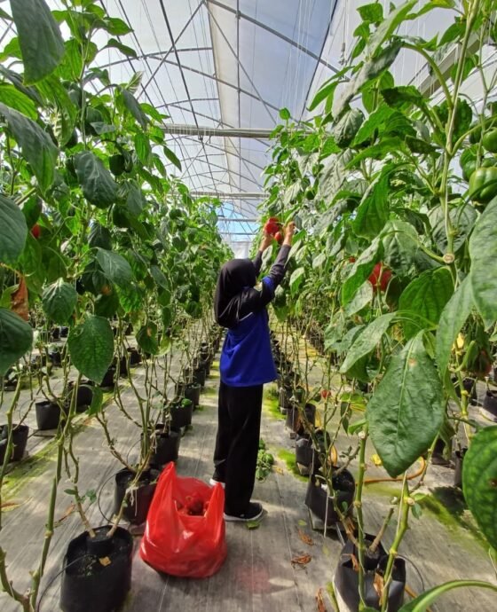 INSTIPER x P4S Petani Muda Keren Series #1: Belajar Premium Crop di Sayram Garden Pancasari