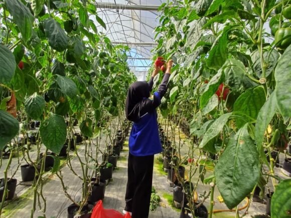 INSTIPER x P4S Petani Muda Keren Series #1: Belajar Premium Crop di Sayram Garden Pancasari