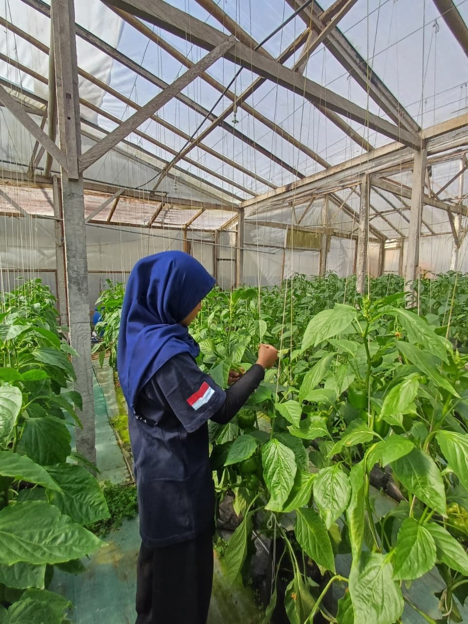 Pembelajaran mahasiswa INSTIPER bersama jejaring P4S Petani Muda Keren