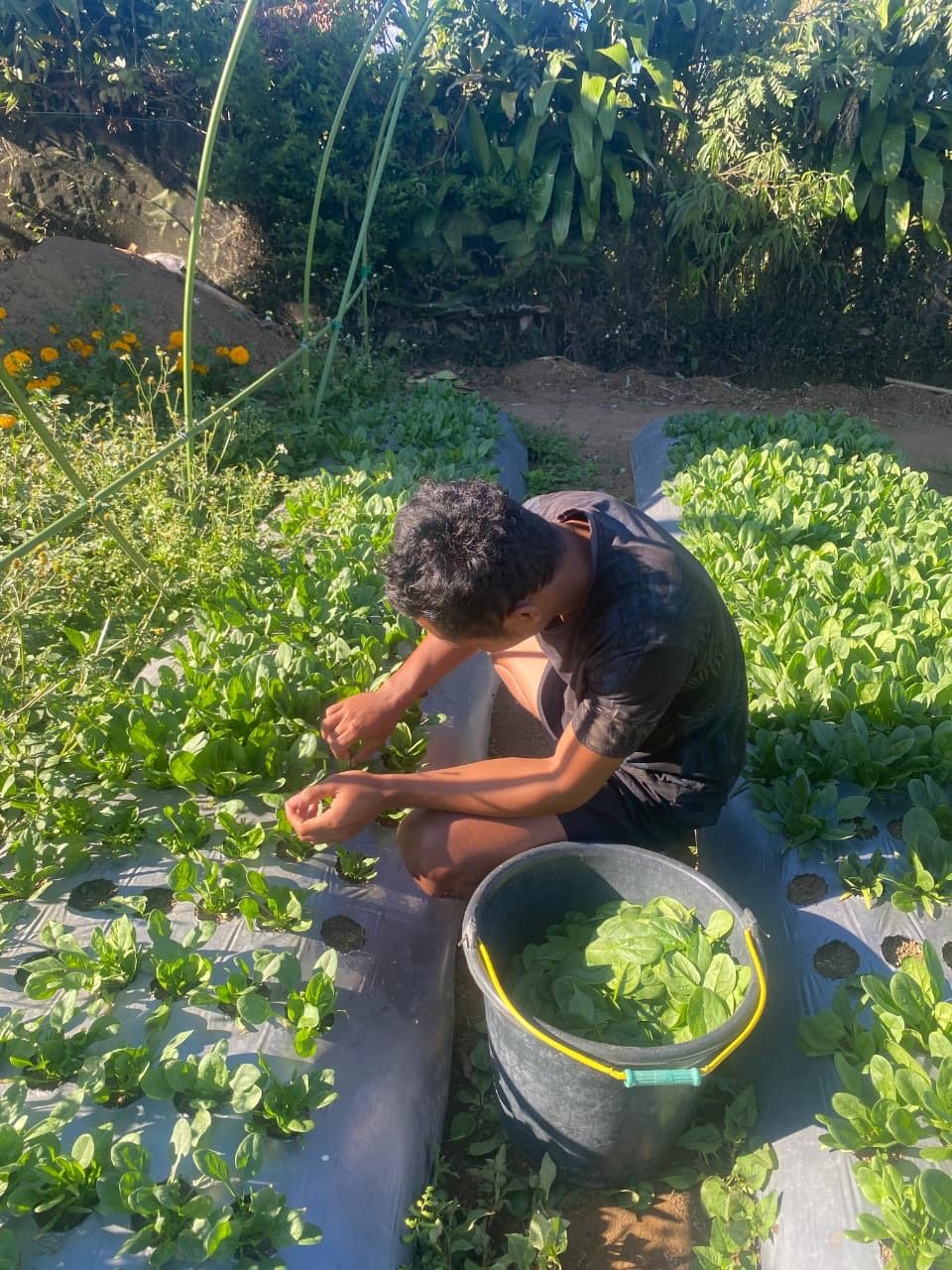Mahasiswa INSTIPER Yogyakarta mengikuti PKL di P4S Petani Muda Keren