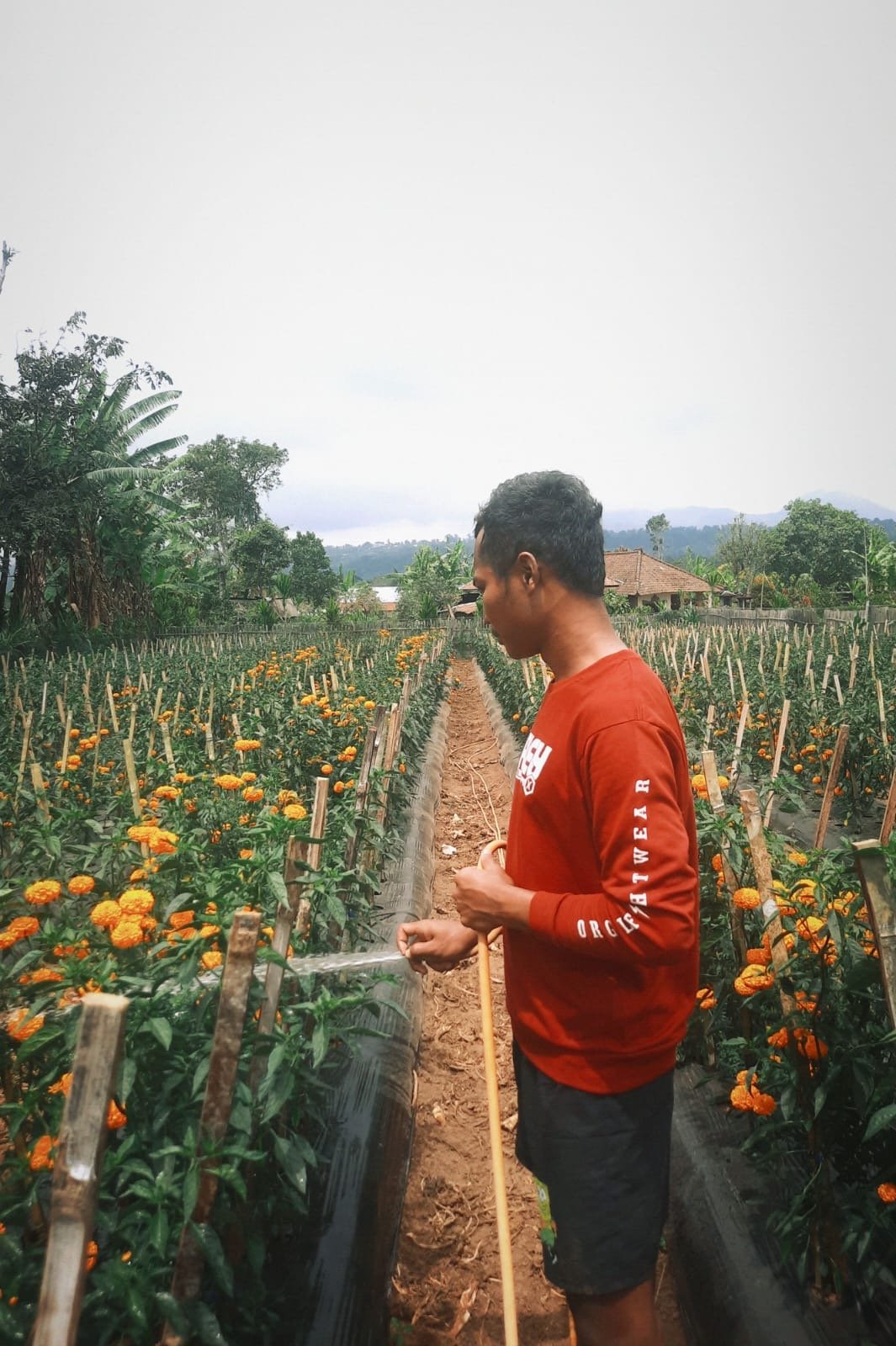 Mahasiswa INSTIPER Yogyakarta mengikuti PKL di P4S Petani Muda Keren