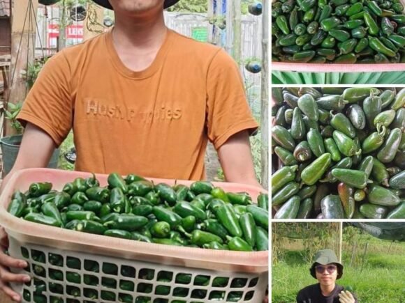 INSTIPER x P4S Petani Muda Keren Series #2: Mengenal Ekosistem Agribisnis dan Sarana Produksi di Baja Tani