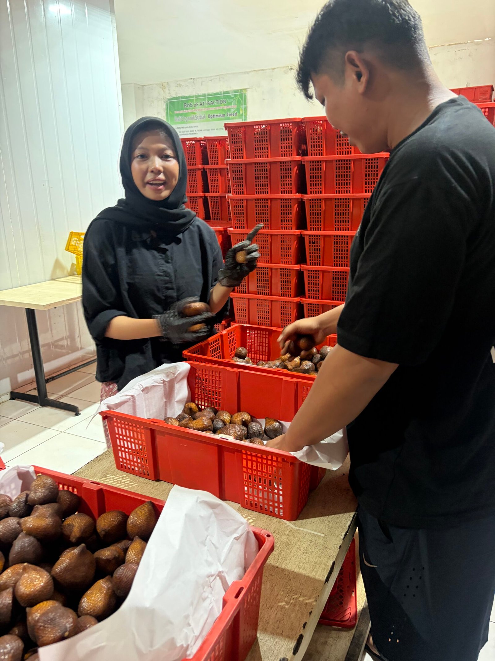 Mahasiswa Universitas Udayana mengikuti PKL dan belajar hilirisasi produk pertanian di BoSFresh Petani Muda Keren