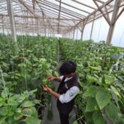 PKL mahasiswa Institut Pertanian Bogor di Petani Muda Keren