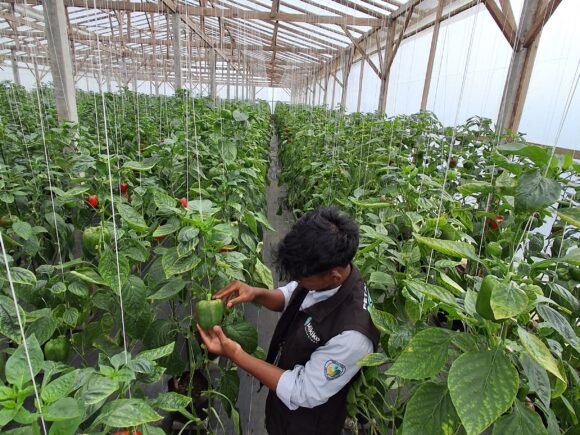 5 Bulan PKL di Petani Muda Keren, Mahasiswa Institut Pertanian Bogor Nelson Pane Mantap Menjadi Agripreneur
