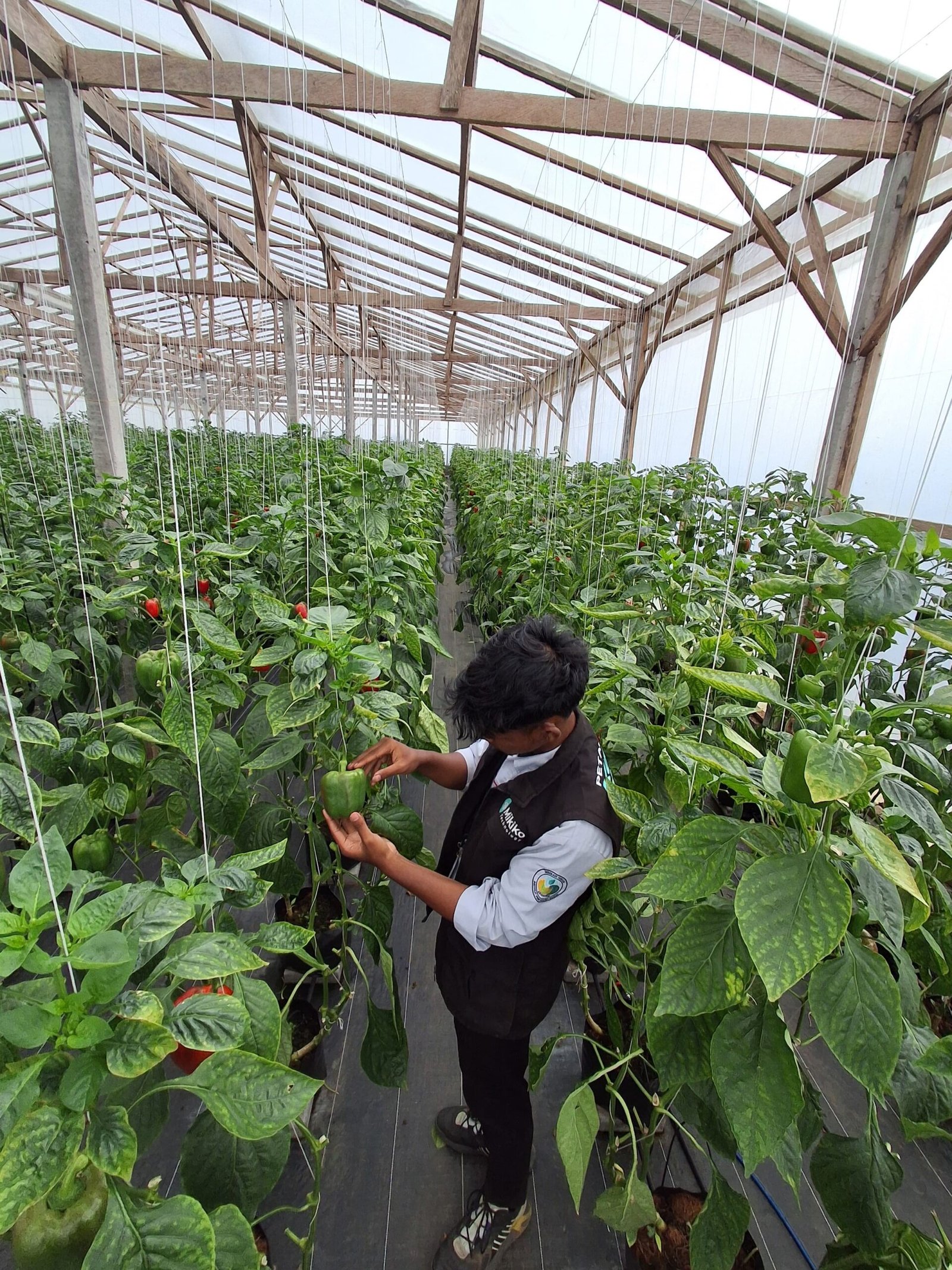 PKL mahasiswa Institut Pertanian Bogor di Petani Muda Keren