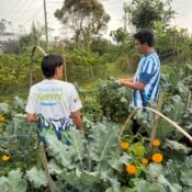 Petani Muda Keren di kebun brokoli organik Gobleg