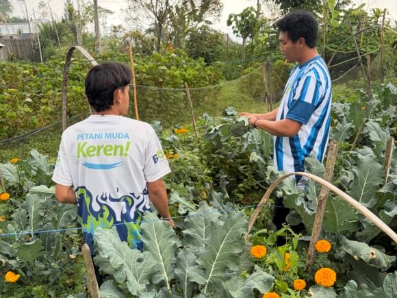 Panen Brokoli Organik di Kebun Beny: Value Chain Agriculture PMK Hadirkan Kepastian Pasar bagi Petani