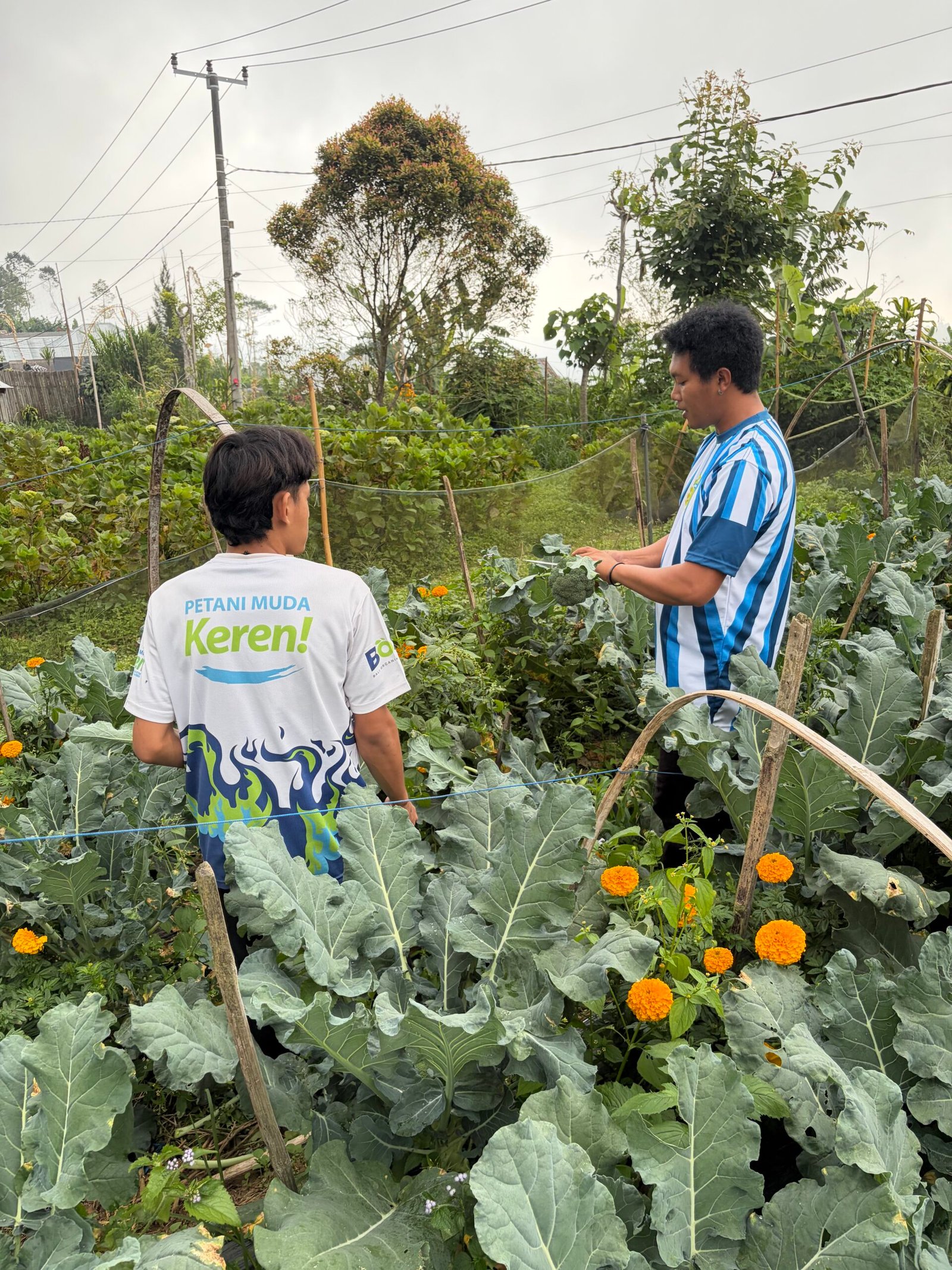 Petani Muda Keren di kebun brokoli organik Gobleg