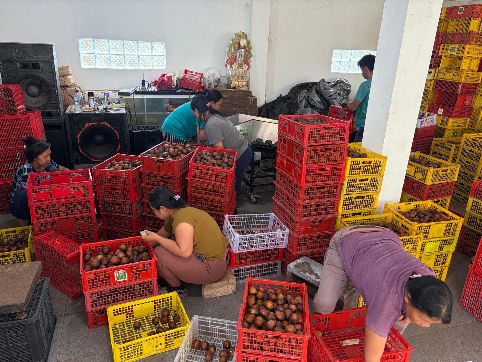 Proses sortasi dan persiapan Salak Gula Bali untuk ekspor ke Tiongkok