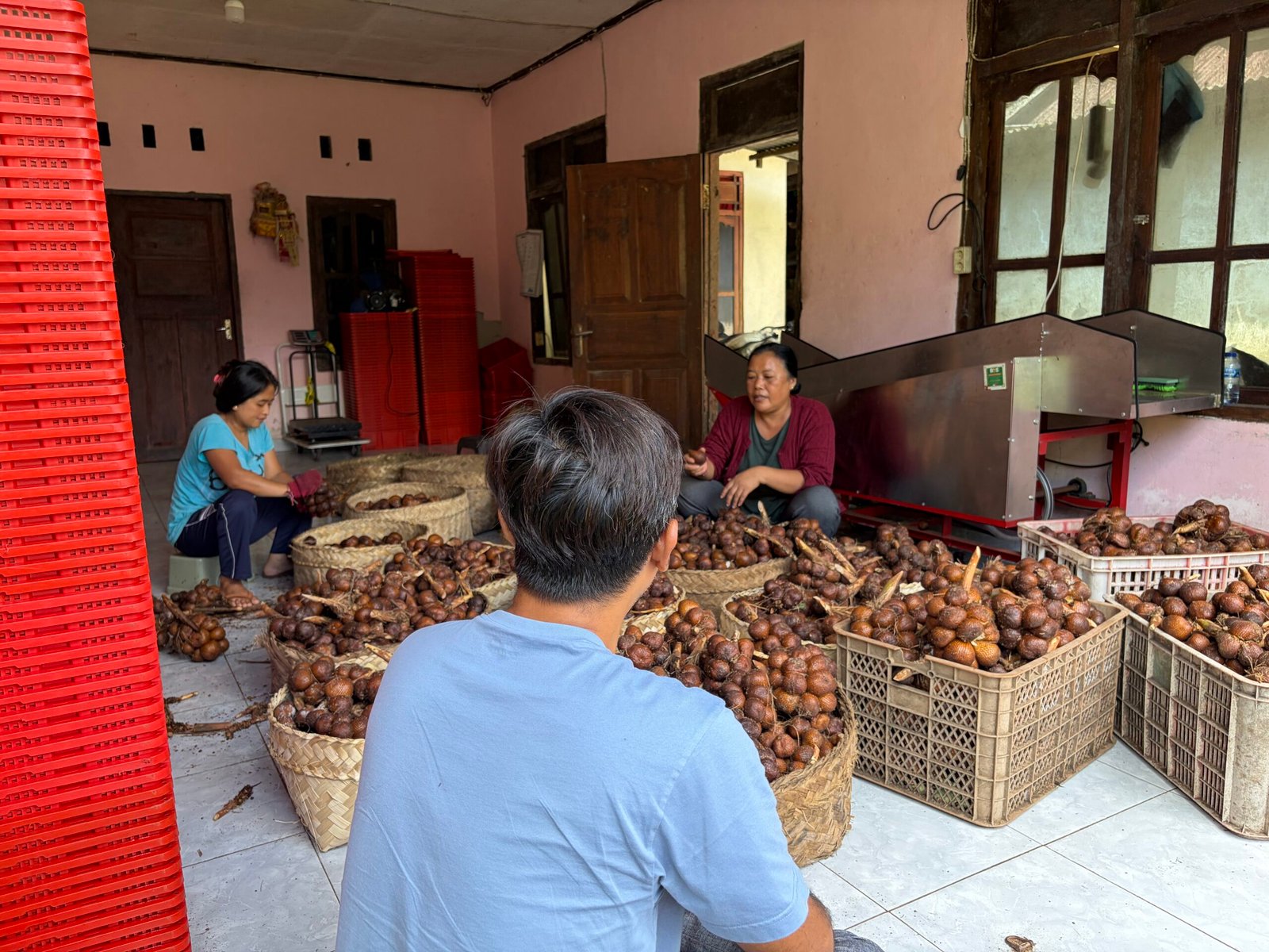 Aktivitas pascapanen salak Sibetan