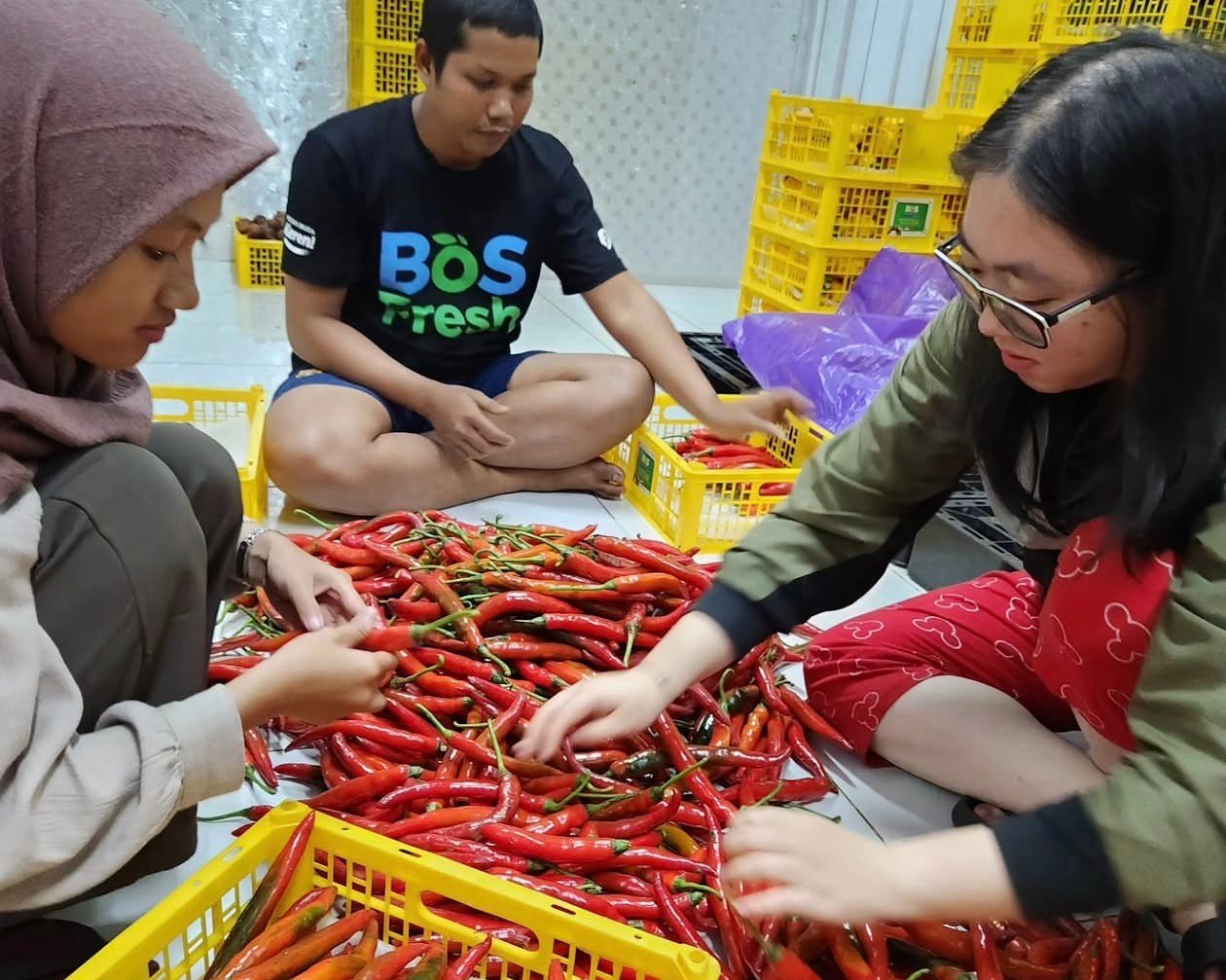 Sortasi cabai dalam kegiatan PKL mahasiswa ITB di BoS Fresh