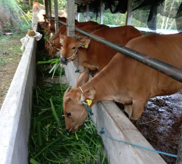 Kandang Sapi