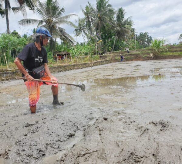 P4S Bali Organikultur