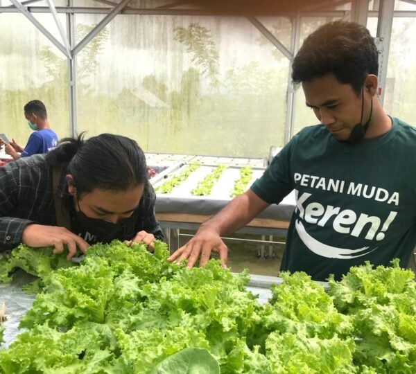 P4S Mimba Farm