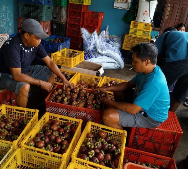 Sortasi Manggis