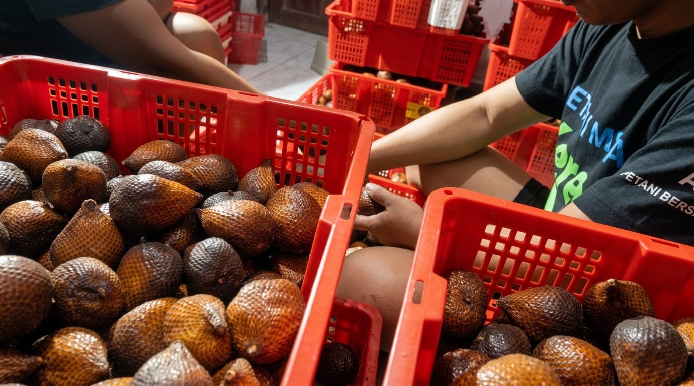 Proses grading salak Petani Muda Keren untuk memenuhi standar kualitas