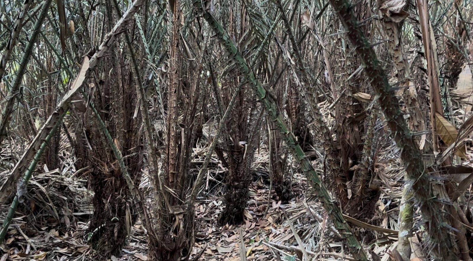 Monitoring kebun salak Munduk Temu Koperasi Petani Muda Keren