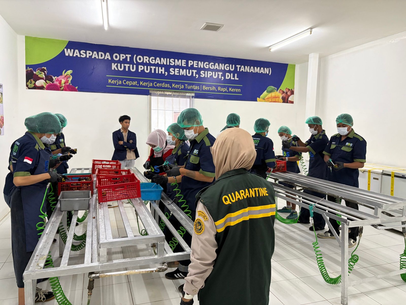 Pelatihan quality control ekspor buah manggis