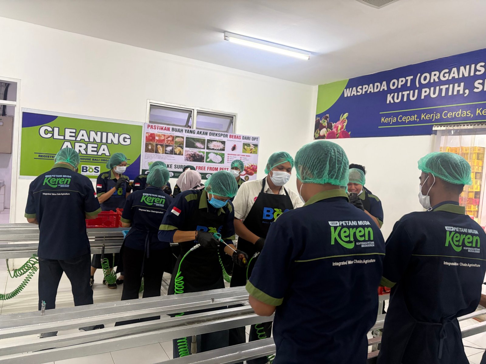 Pelatihan teknis pengendalian OPT buah manggis