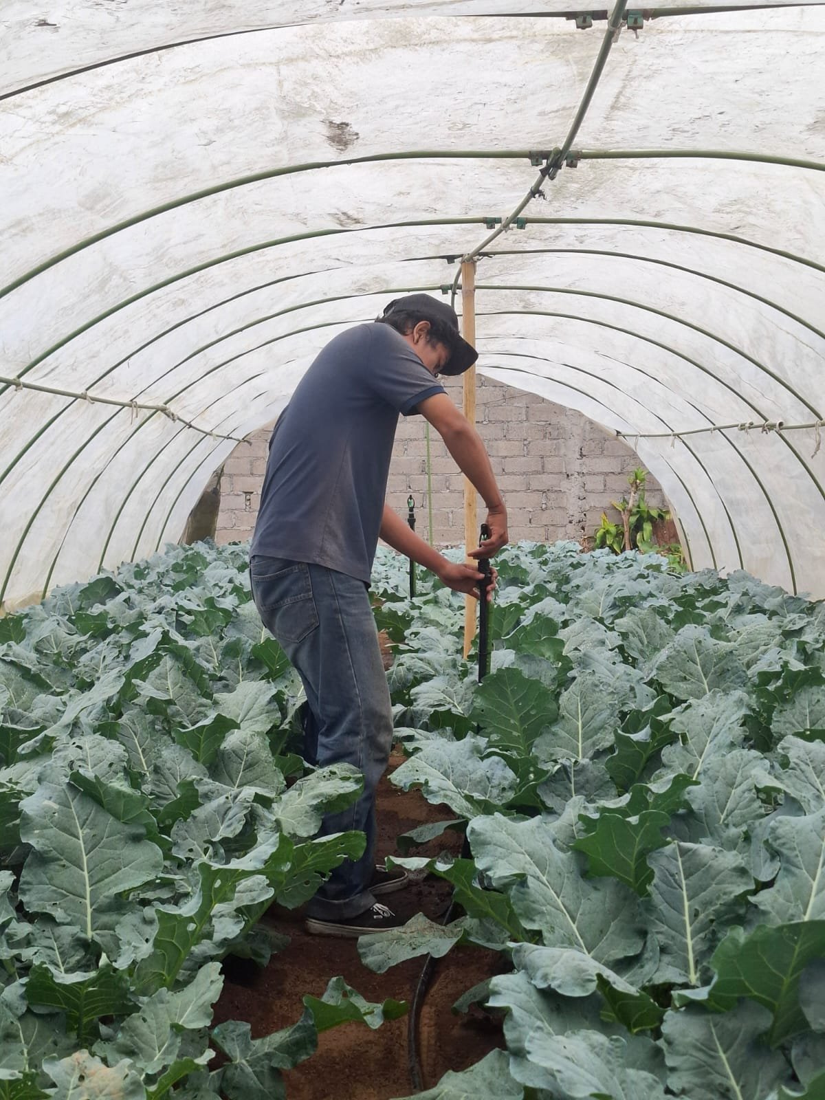 Pemeliharaan sprinkler di kebun PMK Gobleg